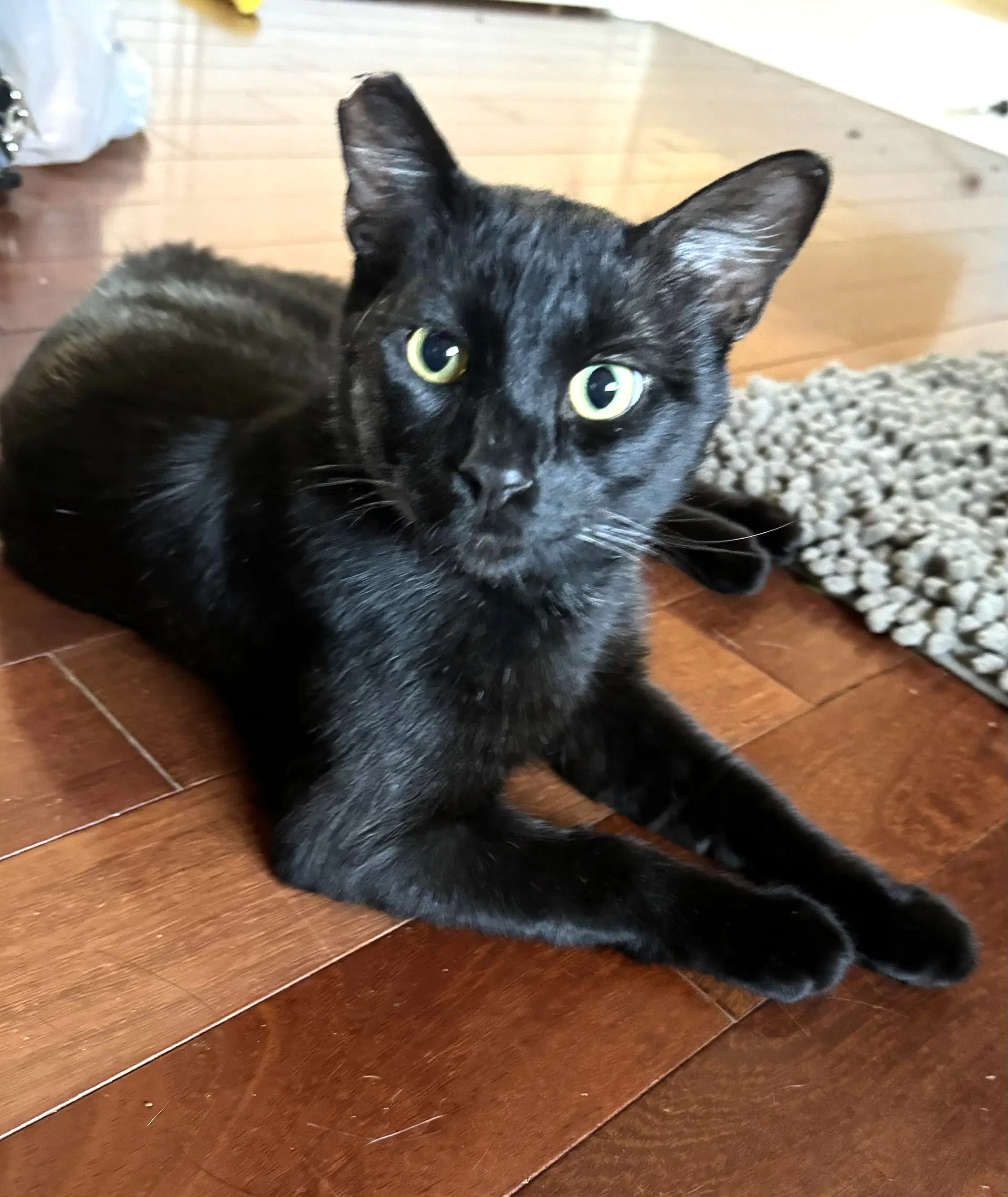 Binx - Domestic Short Hair