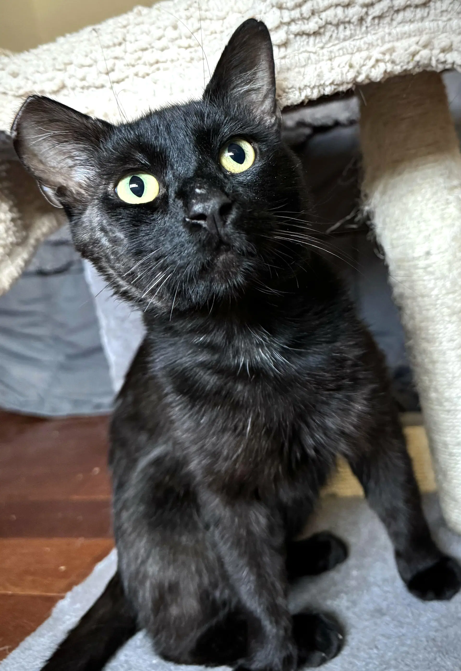 Binx image 2