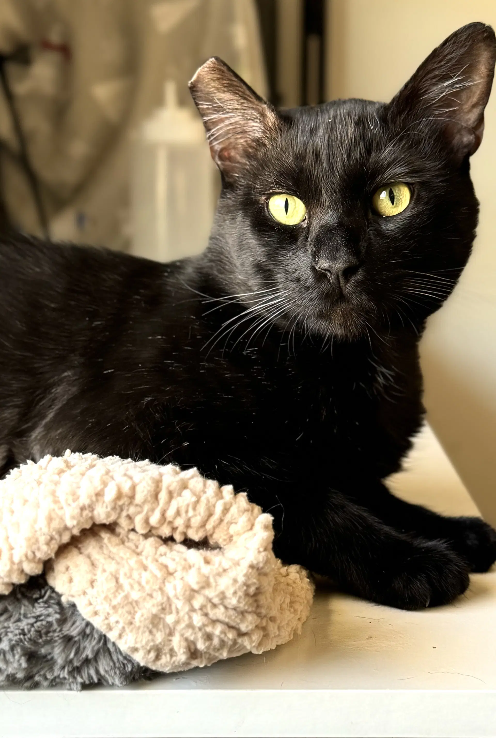 Binx image 3
