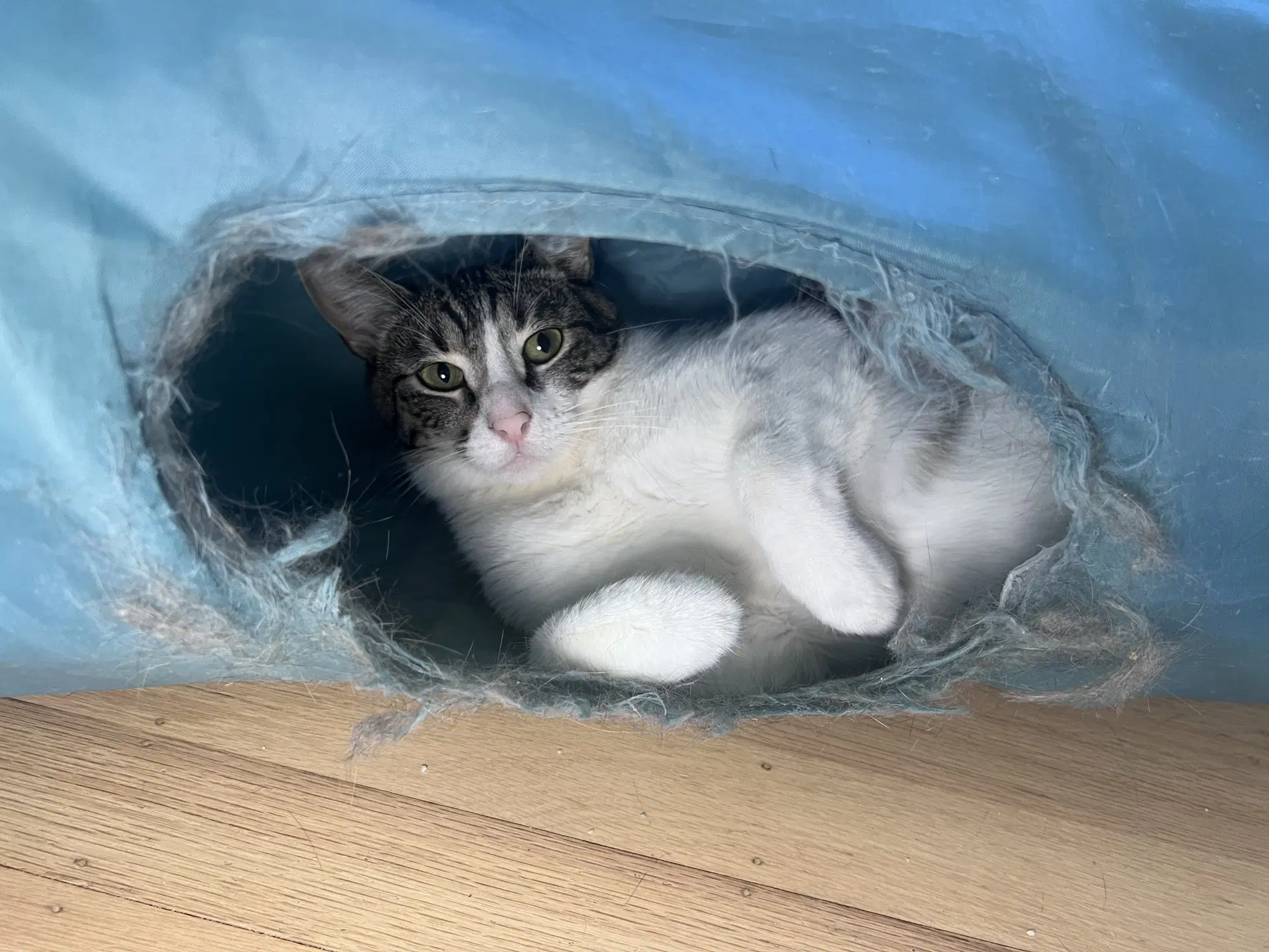 Chloe image 2