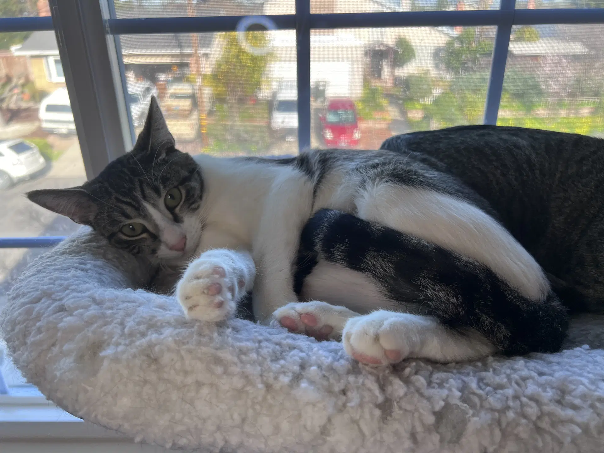 Chloe image 4