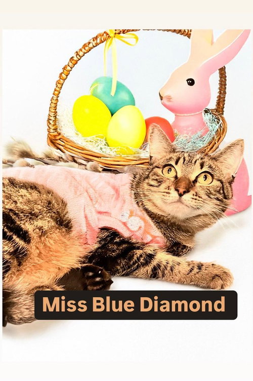Miss Blue Diamond at Martinez PFE  April 4th, an adoptable Tabby in Walnut Creek, CA