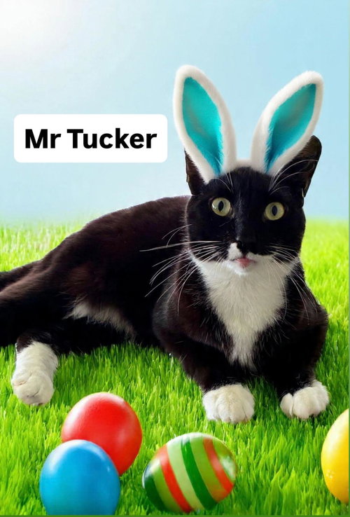 Mr Tucker at Martinez Pet Food Express April 25th, Adult Domestic Short Hair (short coat), cat for adoption in Oakley, California