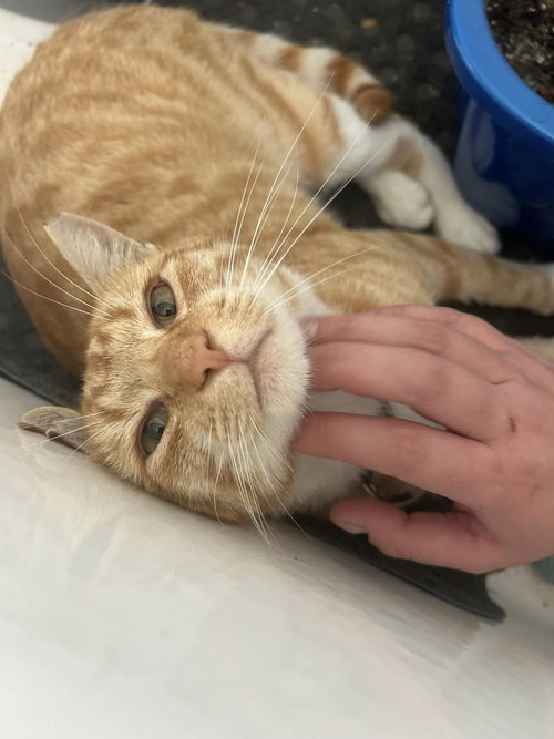 Churu, Adult Tabby / Domestic Short Hair (short coat), cat for adoption in Oakley, California