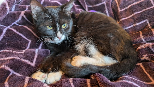 SOCKS, Baby Tuxedo / Domestic Short Hair (short coat), cat for adoption in Oakley, California