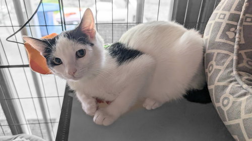 HOUDINI, Baby Domestic Short Hair / Domestic Short Hair (short coat), cat for adoption in Oakley, California