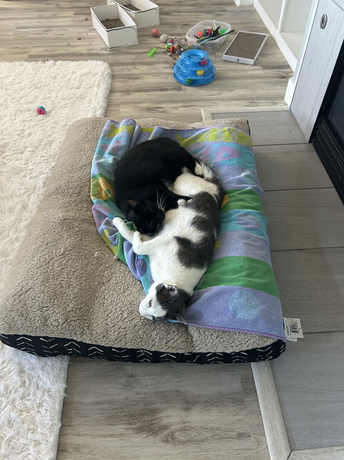 Photo 4 of Luna and Xena