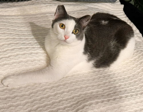 Luna and Xena, Young Russian Blue / Tuxedo (short coat), cat for adoption in Oakley, California