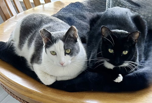 Photo 2 of Luna and Xena