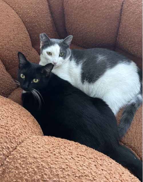 Photo 3 of Luna and Xena