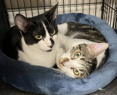 Oreo & Mori, Young Domestic Short Hair / Tabby (short coat), cat for adoption in Oakley, California