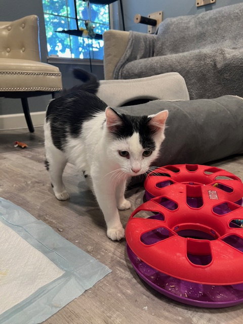Stormy , Frankie  and  Leo, Baby Tuxedo (medium coat), cat for adoption in Oakley, California