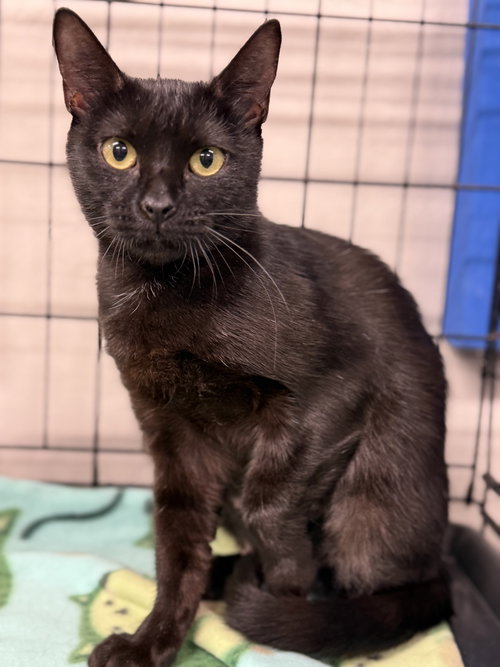 Luna, Baby Bombay / Domestic Short Hair / Mixed (short coat), cat for adoption in Oakley, California