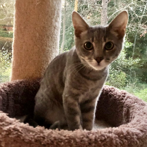 Midge (@ WC PFE on Sat 2/21), Young Tabby / Domestic Short Hair / Mixed (short coat), cat for adoption in Oakley, California