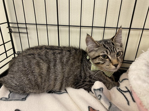 Keanu, Baby Tabby (short coat), cat for adoption in Oakley, California
