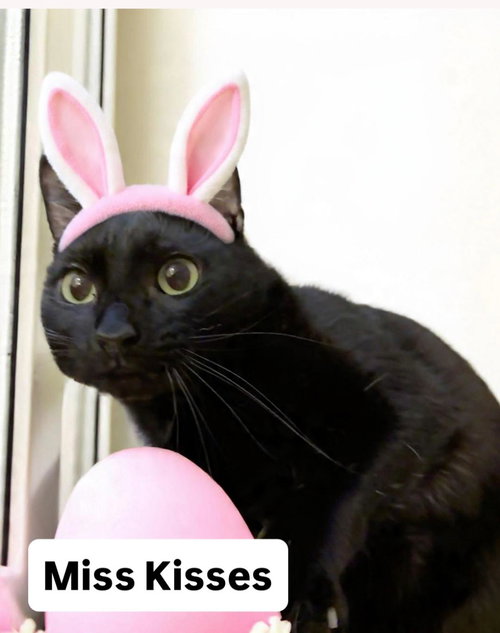 Miss Kisses at Martinez Pet Food Express  April 4, an adoptable Domestic Short Hair in Walnut Creek, CA
