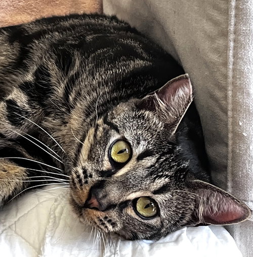 JoJo, Young Tabby / Domestic Short Hair (short coat), cat for adoption in Oakley, California