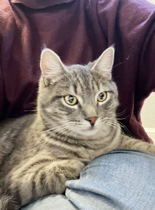 Henry, Baby Tabby / Domestic Short Hair (short coat), cat for adoption in Oakley, California