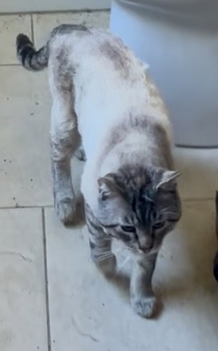 Photo 6 of Milo and Sweetie