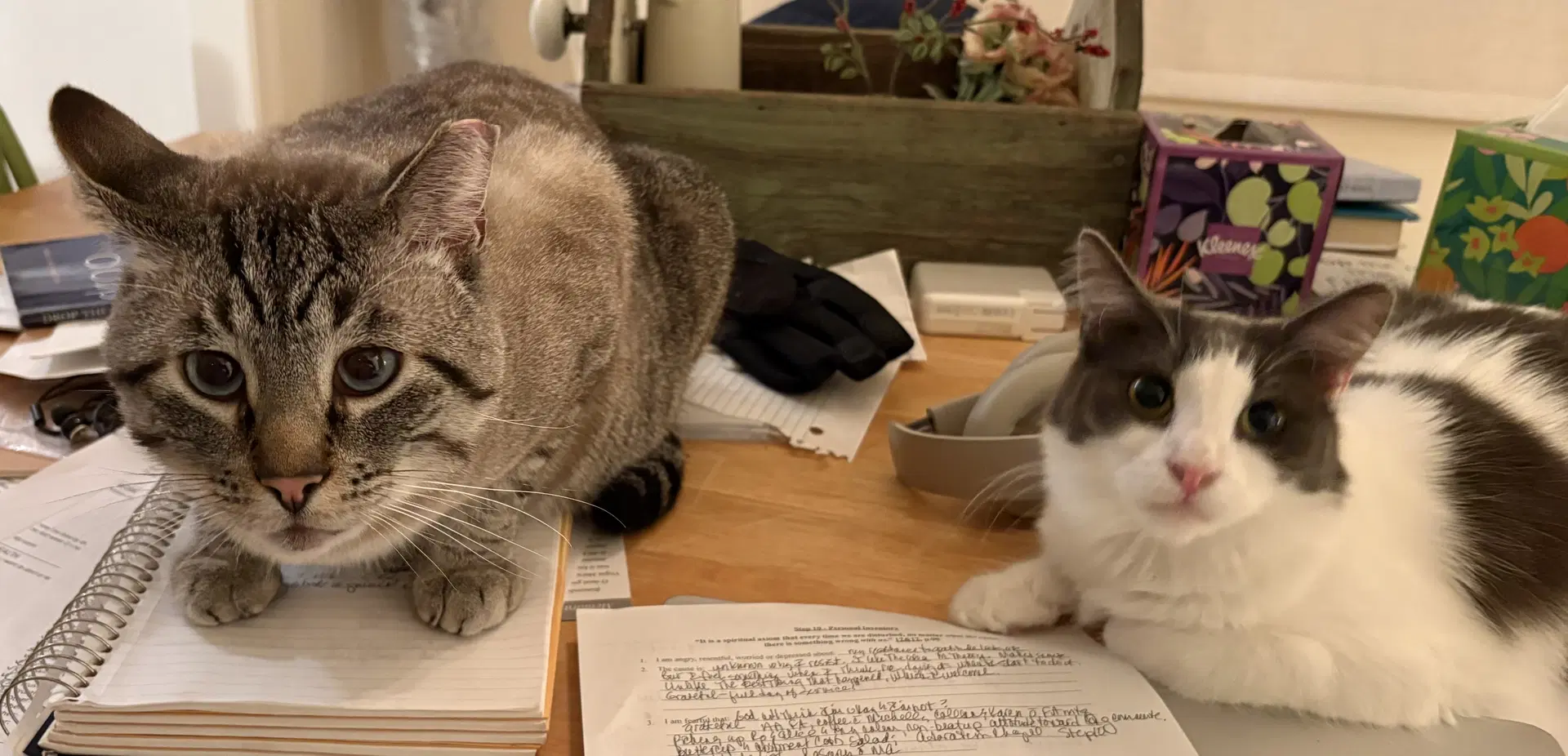 Milo And Sweetie image 2