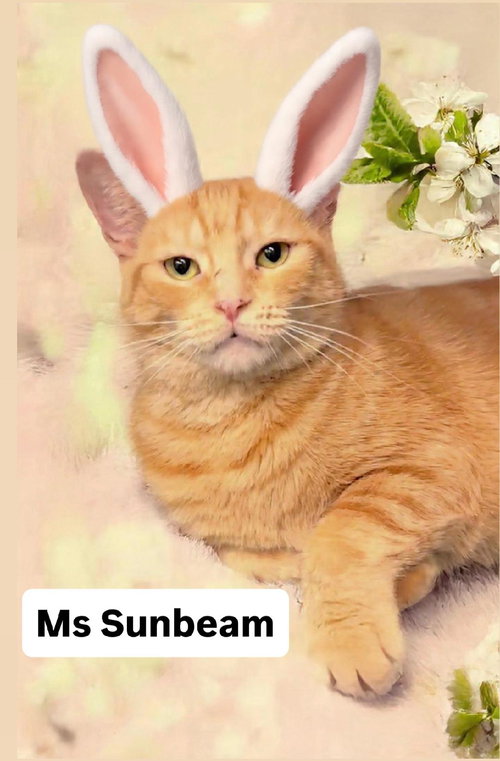 Ms Sunbeam at Martinez Pet Food Express  April 25, Adult Domestic Short Hair (short coat), cat for adoption in Oakley, California