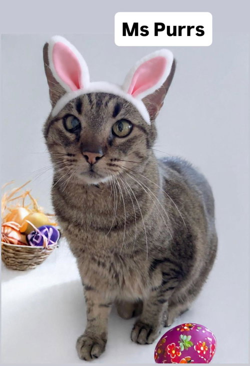Ms Purrs at Martinez Pet Food Express  April 4th, an adoptable Tabby in Walnut Creek, CA
