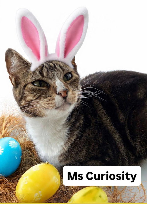 Ms Curiousity at Martinez Pet Food Express  Apr 25, Adult Tabby (short coat), cat for adoption in Oakley, California