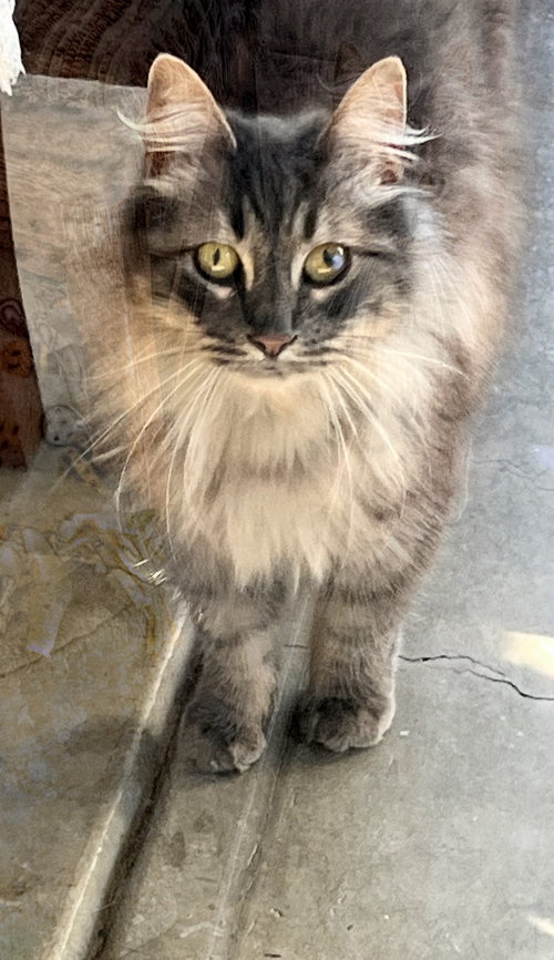 Penny, Young Domestic Long Hair, cat for adoption in Oakley, California