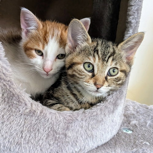 Pekoe and Chai, Baby Torbie / Tabby (short coat), cat for adoption in Oakley, California