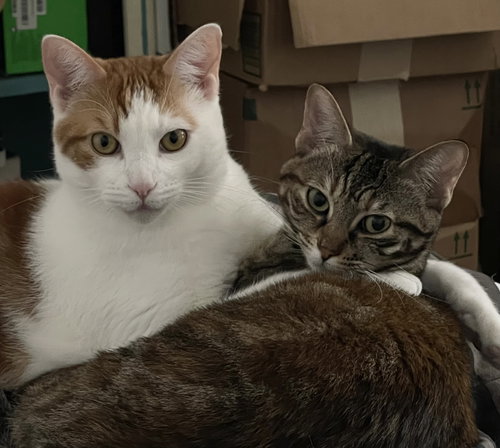 Chai and Pekoe, Baby Torbie / Tabby (short coat), cat for adoption in Oakley, California