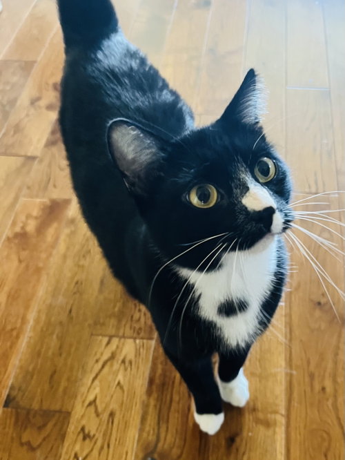 Oreo, Young Tuxedo / Domestic Short Hair / Mixed (short coat), cat for adoption in San Rafael, California