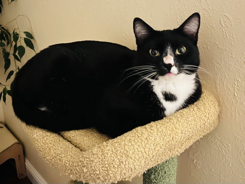Oreo, an adoptable Tuxedo in Walnut Creek, CA