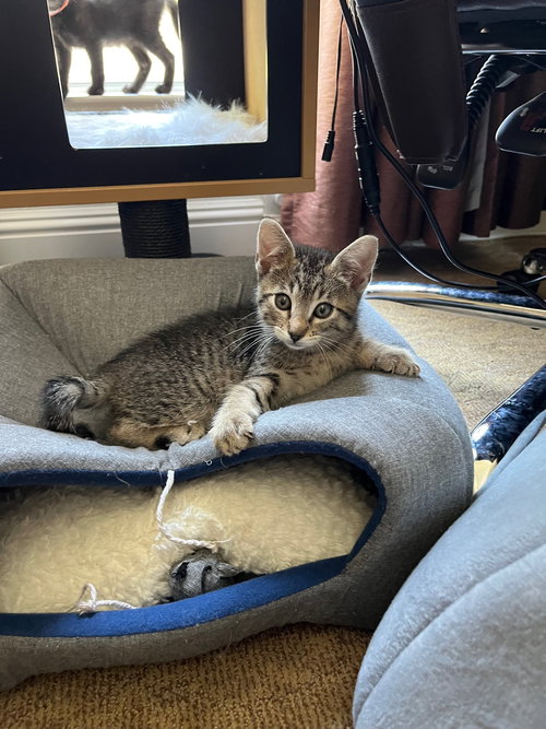 Jesse, Baby Tabby (short coat), cat for adoption in Oakley, California