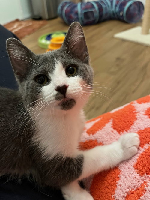 Poppy & Stella, Baby Domestic Medium Hair (medium coat), cat for adoption in Oakley, California