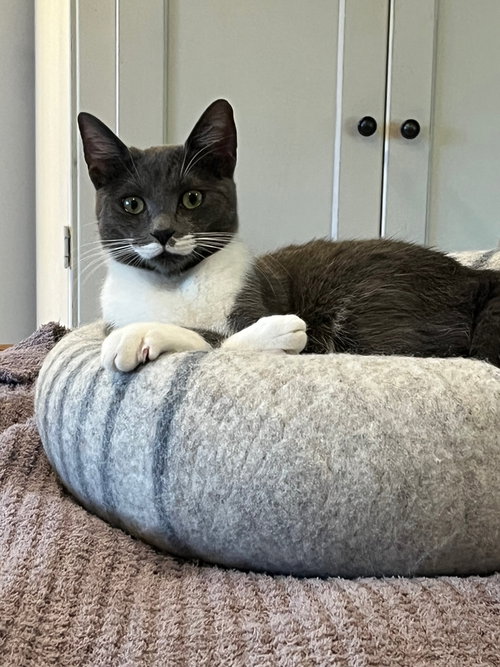 Stella & Poppy, Baby Domestic Medium Hair (medium coat), cat for adoption in Oakley, California