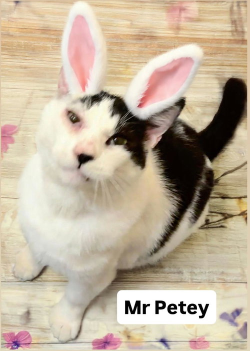 Mr Petey at Martinez Pet Food Express  April 4th, an adoptable Domestic Short Hair in Walnut Creek, CA