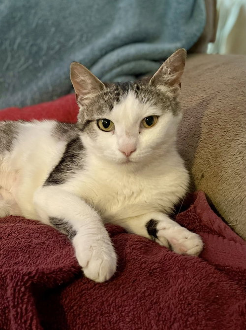 Patches, Baby Domestic Short Hair / Tabby (short coat), cat for adoption in Oakley, California