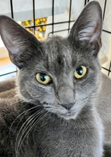 Casper (and Fuzzy), Young Russian Blue / Domestic Short Hair / Mixed (short coat), cat for adoption in Oakley, California