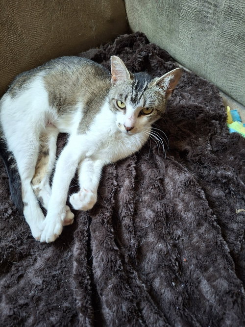 Ziggy, Young Domestic Short Hair / Tabby (short coat), cat for adoption in Oakley, California