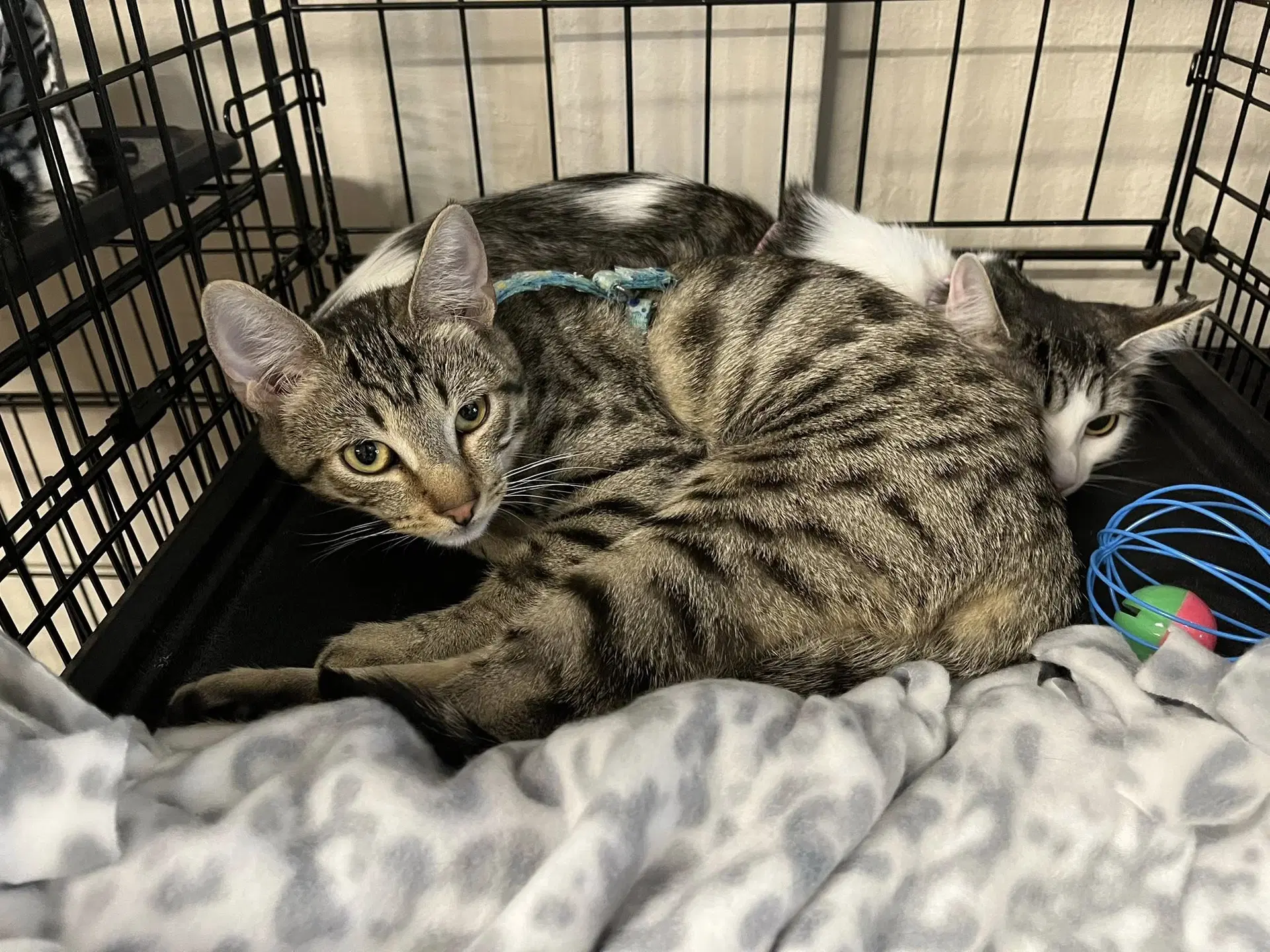 Gemini - Domestic Short Hair