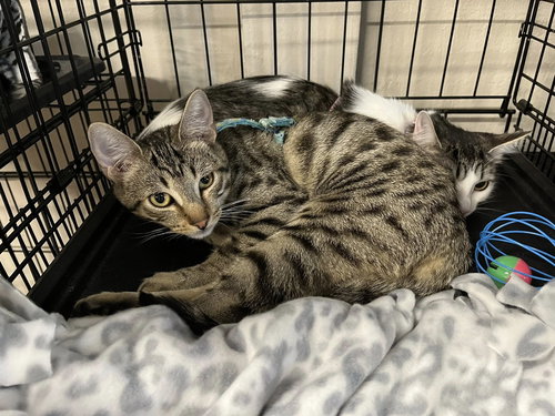 Gemini, Baby Domestic Short Hair (short coat), cat for adoption in Oakley, California
