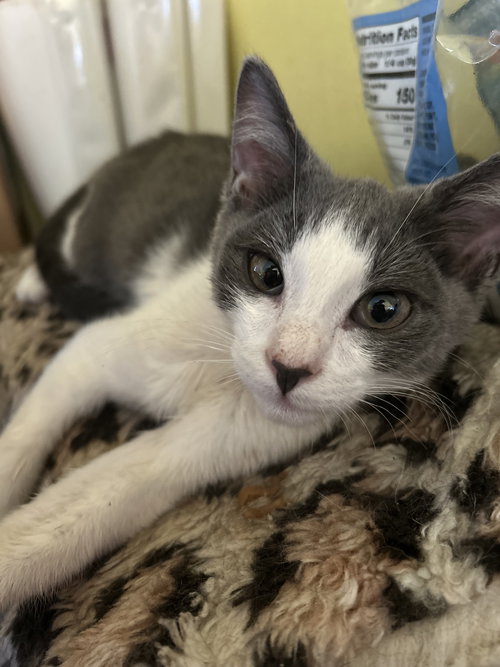 WESLEY, Young Domestic Short Hair / Tuxedo / Mixed (short coat), cat for adoption in Oakley, California