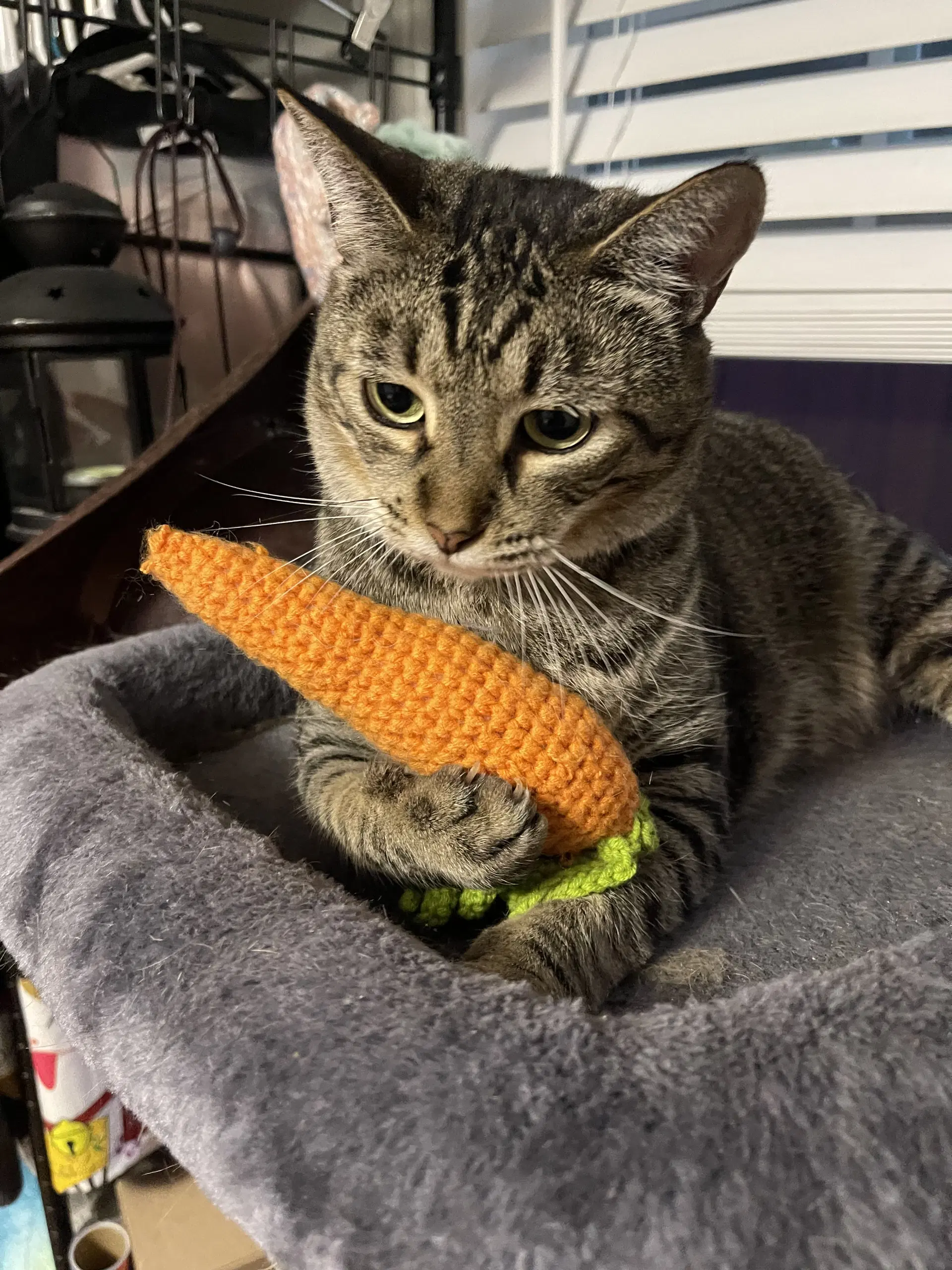 Miko - Tabby