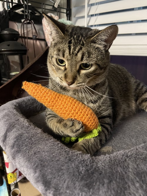 MIKO, an adoptable Tabby in Walnut Creek, CA
