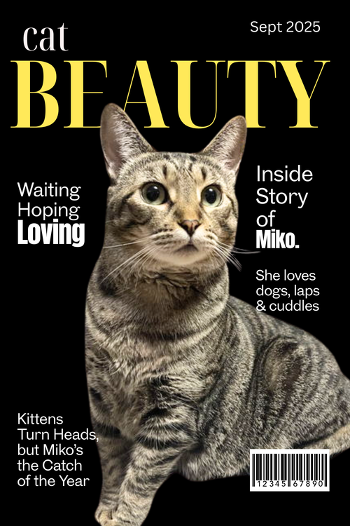 MIKO, Adult Tabby / Domestic Short Hair (short coat), cat for adoption in Oakley, California