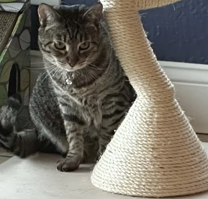 Miko image 2