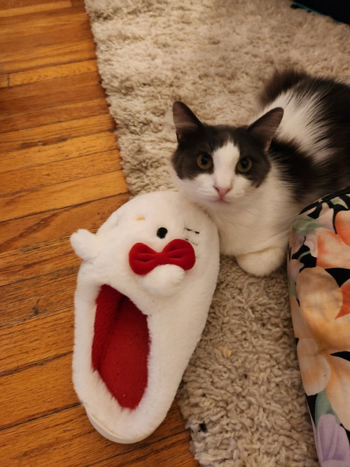 Photo 5 of SWEETIE and MILO