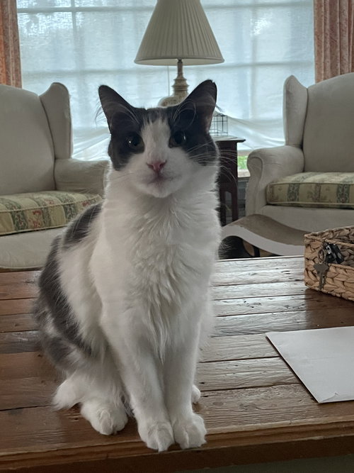 SWEETIE and MILO, Young Tuxedo / Domestic Medium Hair / Mixed (medium coat), cat for adoption in Oakley, California