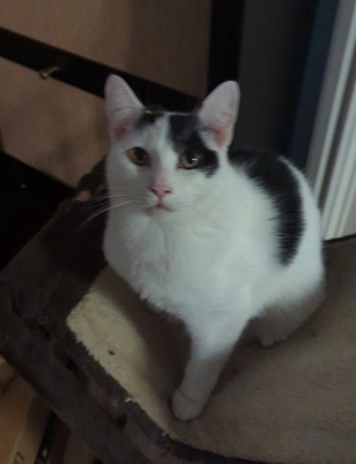 Sean, Adult Domestic Medium Hair / Domestic Medium Hair (medium coat), cat for adoption in Oakley, California