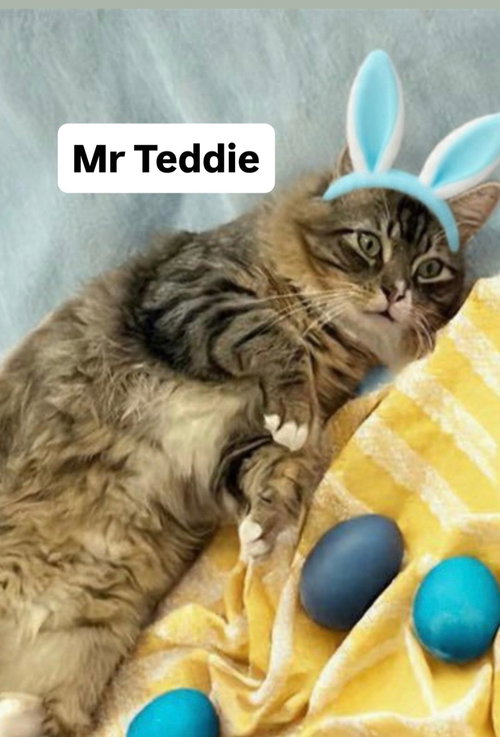 Mr Teddie at Martinez Pet Food Express  April 25, Adult Tabby (short coat), cat for adoption in Oakley, California